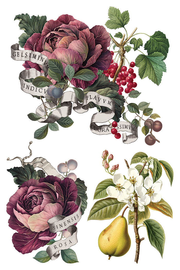 Clementine IOD Transfer 8x12 Pad