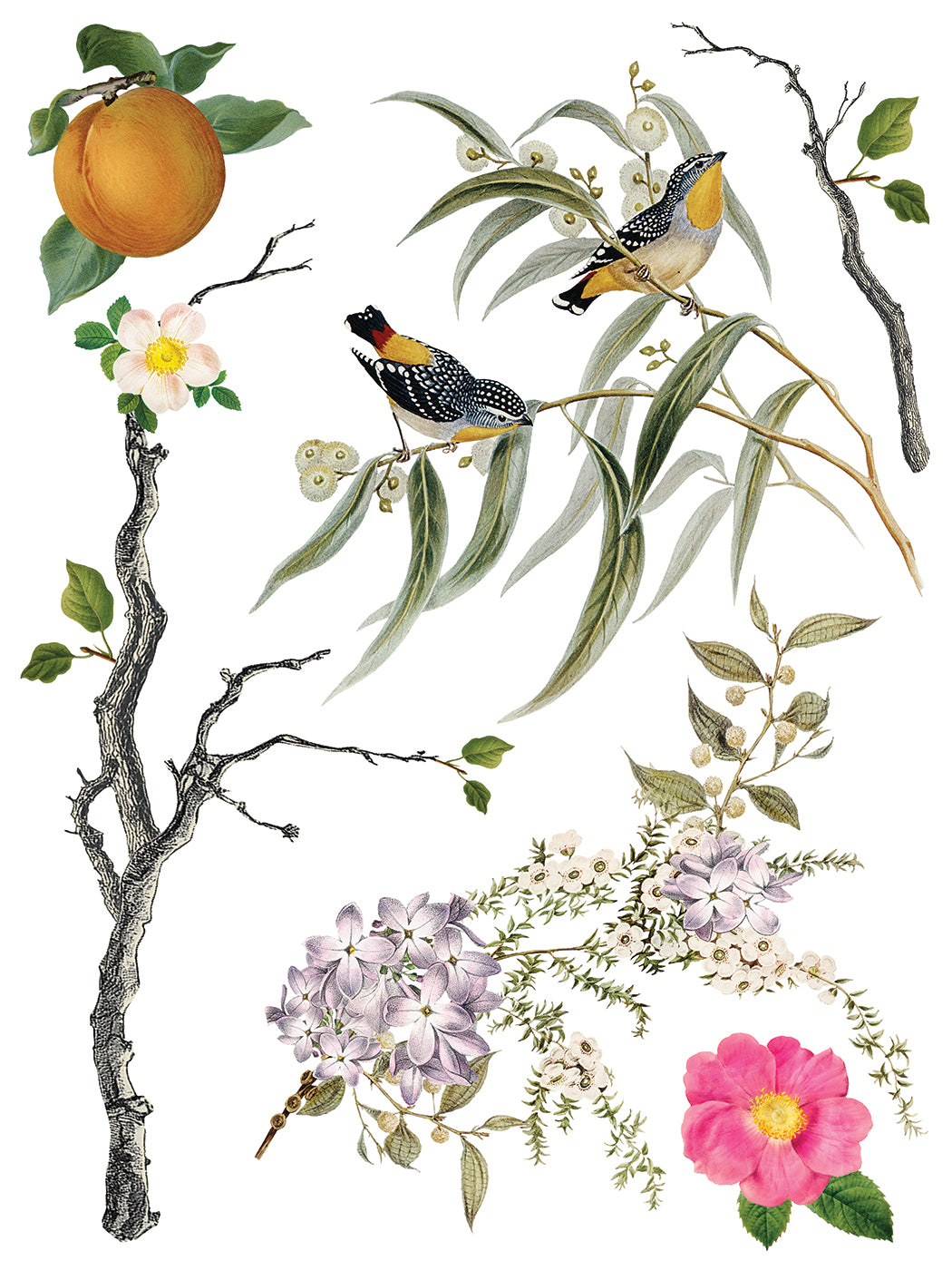 Menagerie IOD Transfer 12x16 Pad