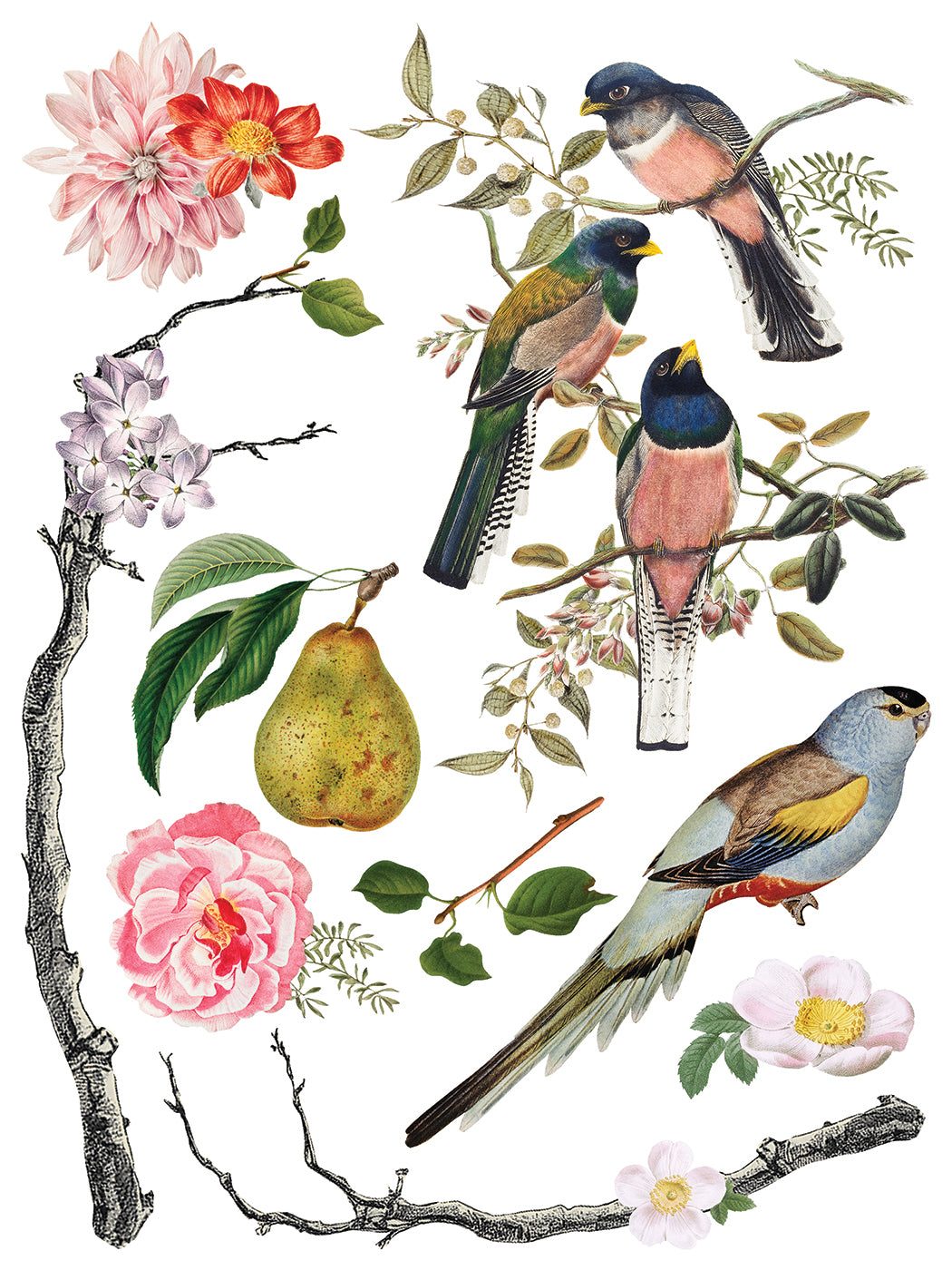 Menagerie IOD Transfer 12x16 Pad