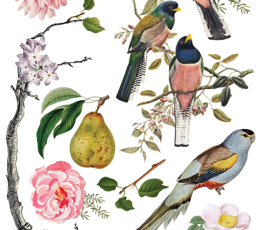 Menagerie IOD Transfer 12x16 Pad