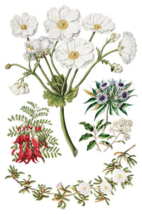 Sarah Featon’s Botanicals IOD Transfer 8x12 Pad