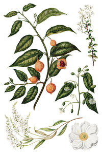 Sarah Featon’s Botanicals IOD Transfer 8x12 Pad