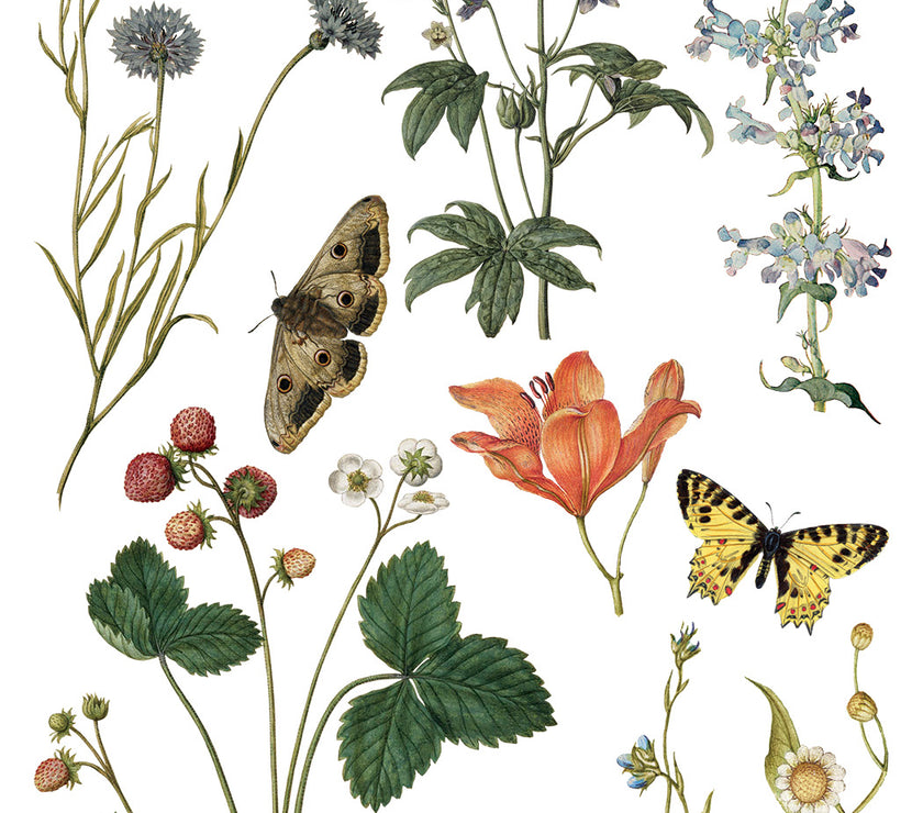 Wilde Bloemen IOD Transfer