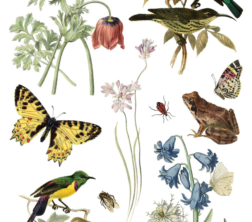 Wilde Bloemen IOD Transfer