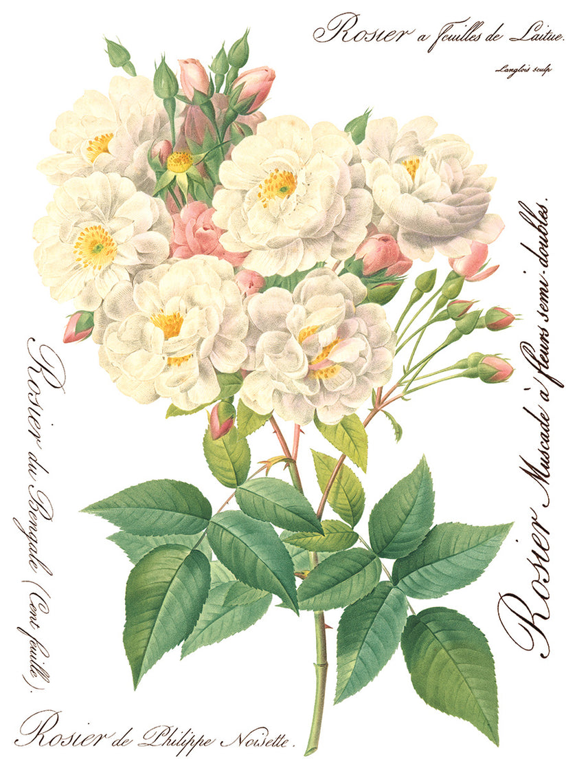 Rose Botanical  Decor IOD Transfer