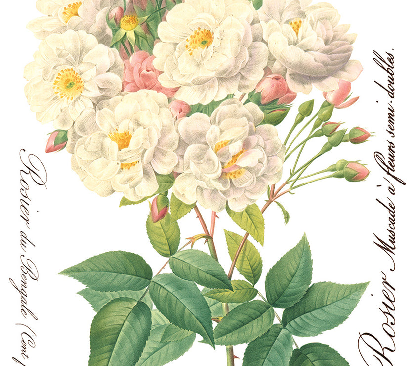 Rose Botanical  Decor IOD Transfer