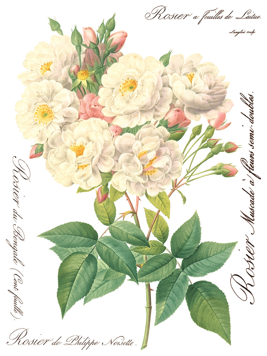 Rose Botanical  Decor IOD Transfer 12×16