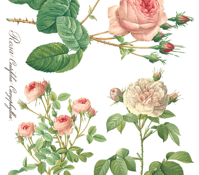 Rose Botanical  Decor IOD Transfer