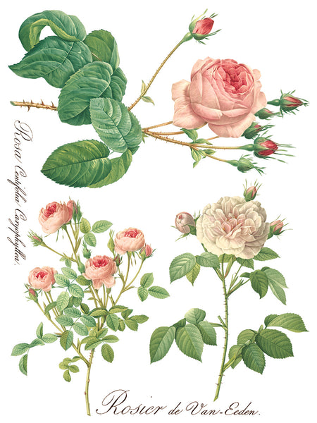 Rose Botanical  Decor IOD Transfer