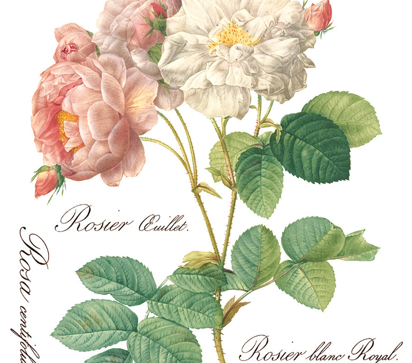 Rose Botanical  Decor IOD Transfer