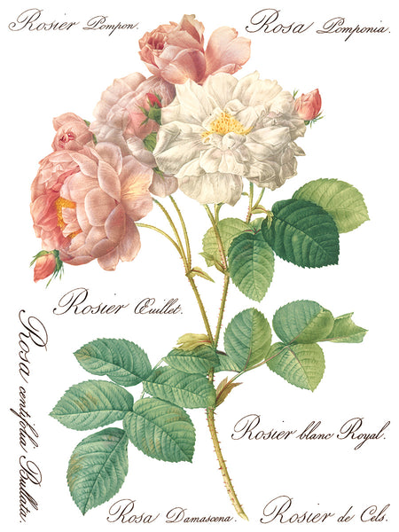 Rose Botanical  Decor IOD Transfer