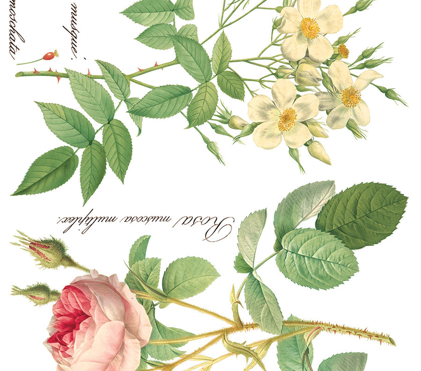 Rose Botanical  Decor IOD Transfer