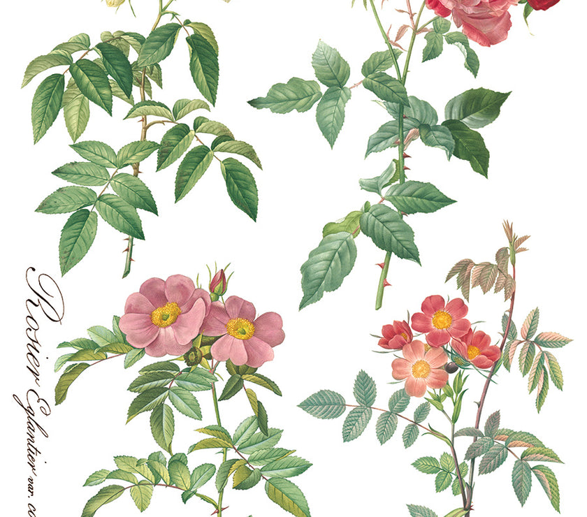 Rose Botanical  Decor IOD Transfer