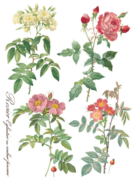 Rose Botanical  Decor IOD Transfer