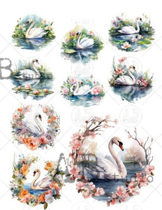 Swan Scenes