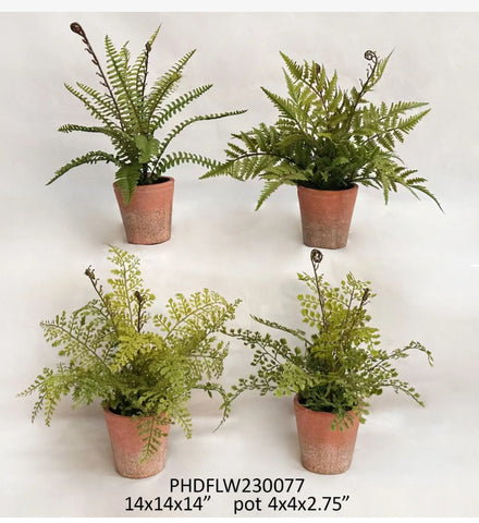 Potted Ferns