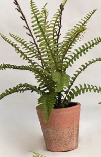 Potted Ferns