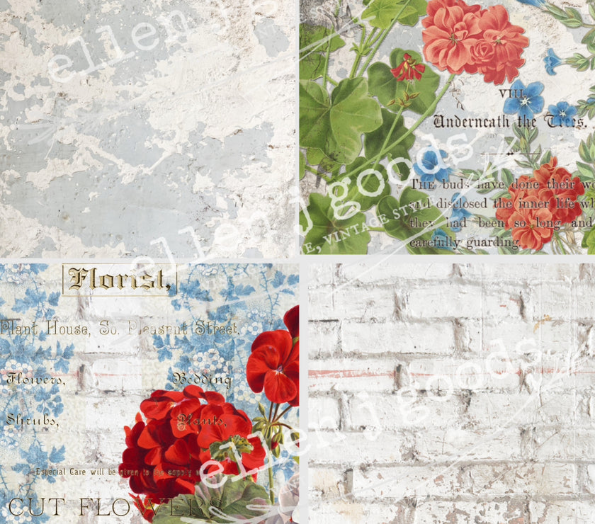 Geranium 4 pack EJG-O015