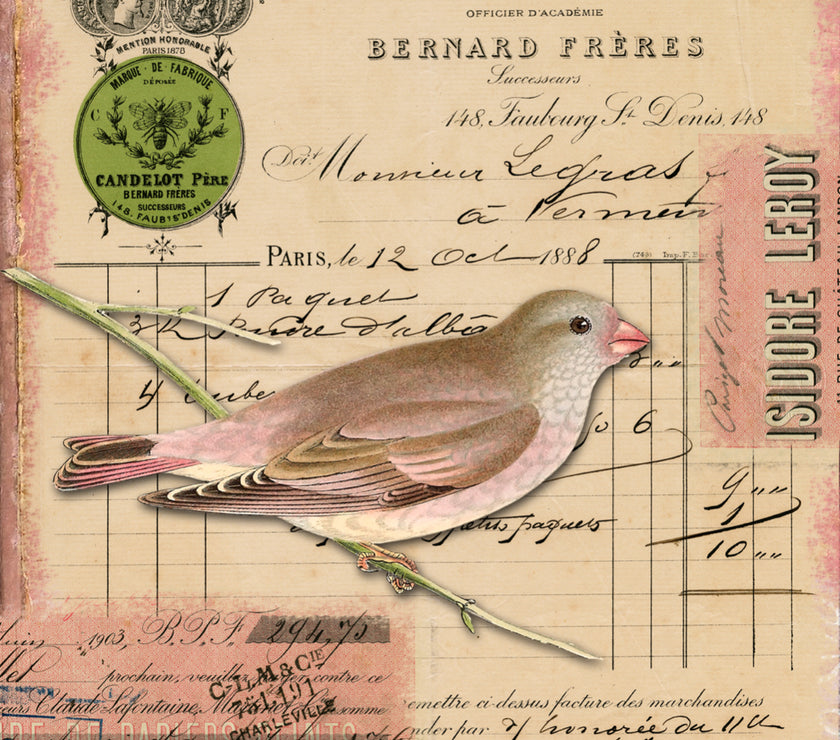 Pink Bird (019) x947