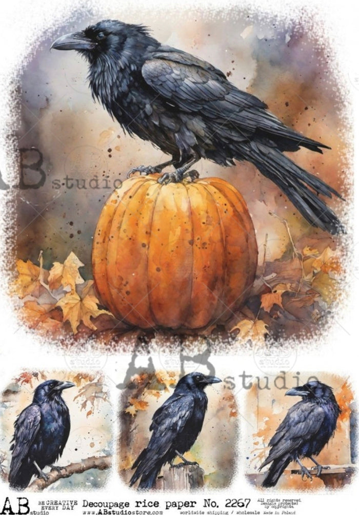 Four Fall Ravens ABRP_2267