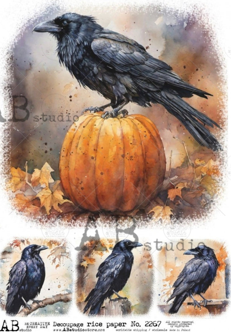 Four Fall Ravens ABRP_2267