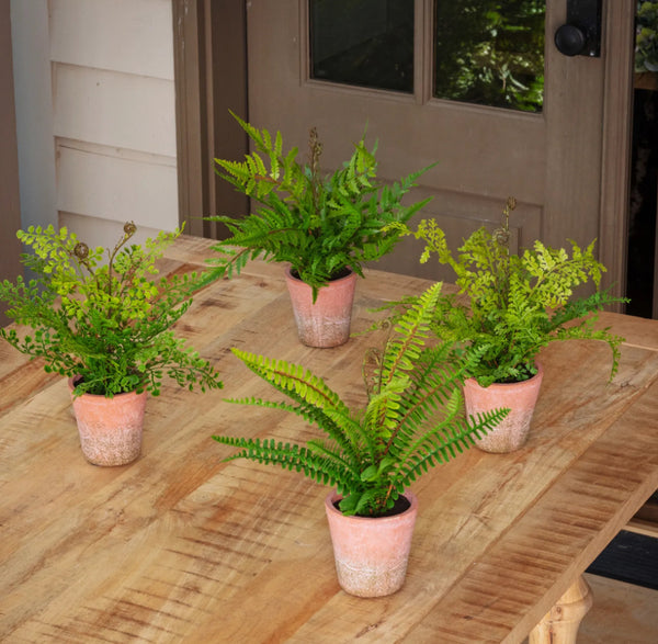 Potted Ferns