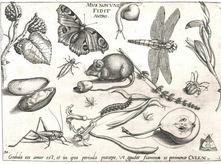 Garden Study (007) SpS462