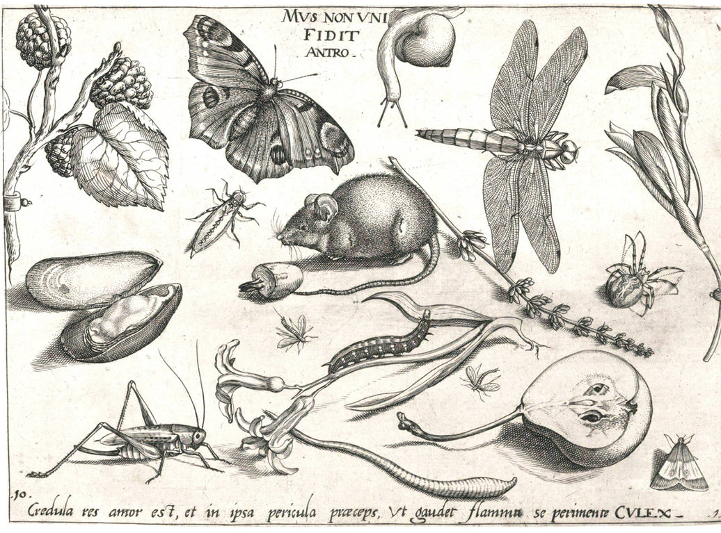 Garden Study (007) SpS462