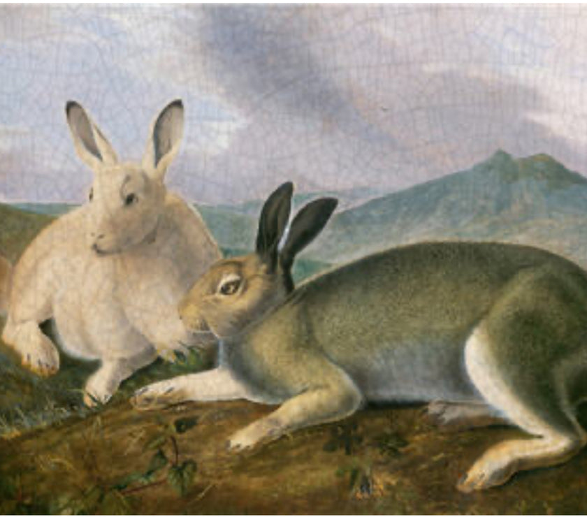 Two Hares (048) E147