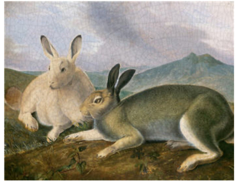 Two Hares E147