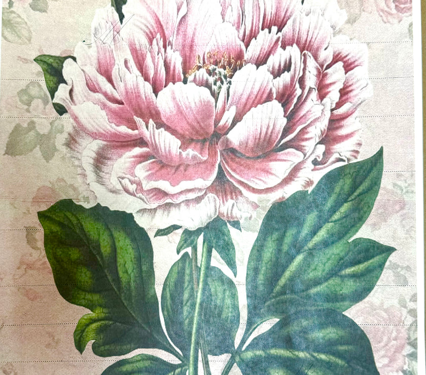 Postale Peony (039) X309