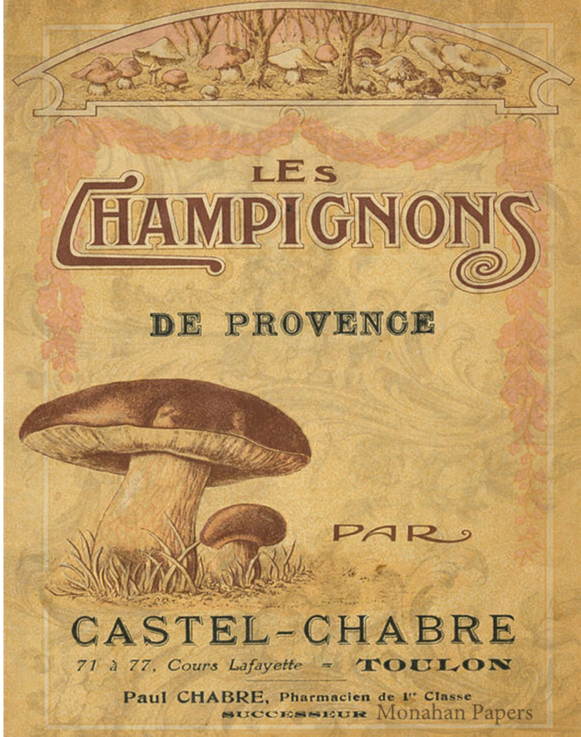CHAMPIGNONS (023) X375