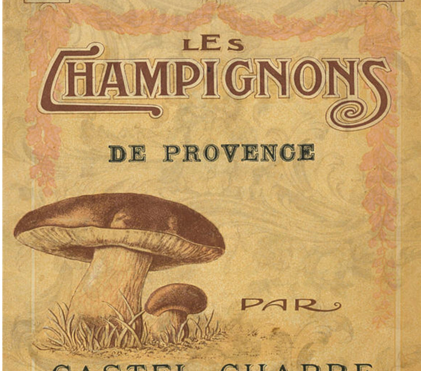 CHAMPIGNONS (023) X375
