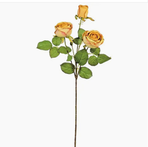 Dried Golden Cabbage Rose