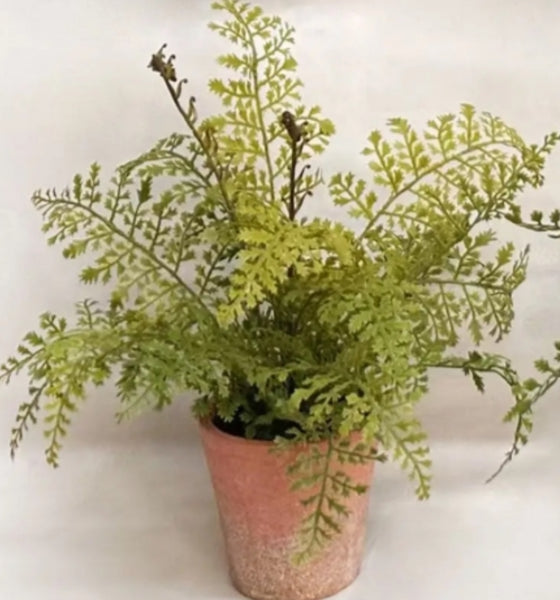 Potted Ferns