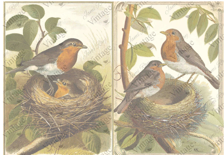 Nesting Robins JRV Rice Paper A4
