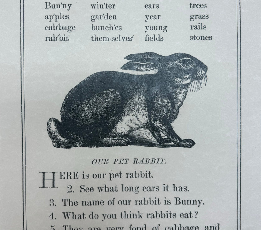 Our Pet Rabbit (048) SPS133