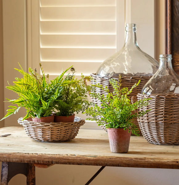 Potted Ferns