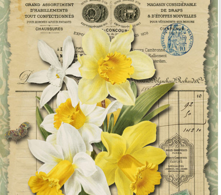 Daffodils (027) BOT149