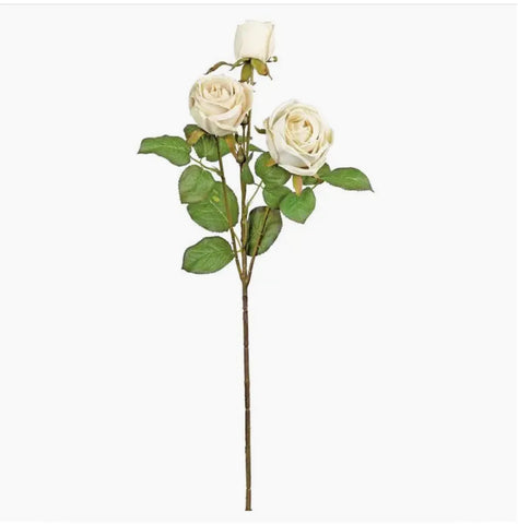 Dried  Candlelight Cabbage Rose