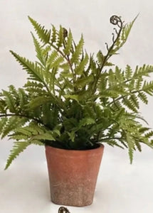 Potted Ferns