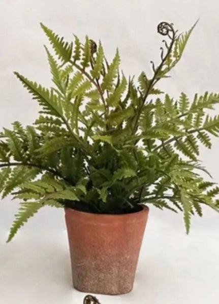 Potted Ferns