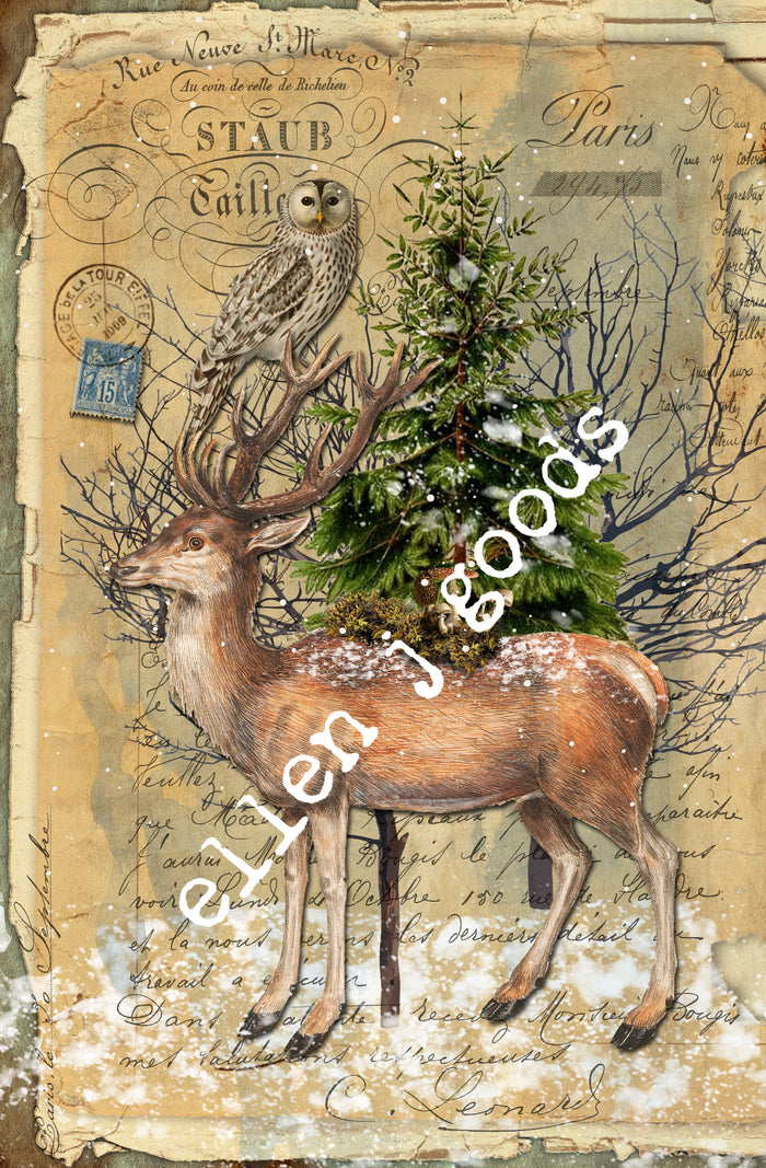 Friends of the Forest (043) C523