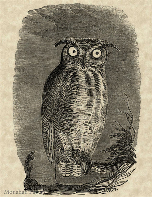 A Hunting We Will Go Owl (011) SPS208