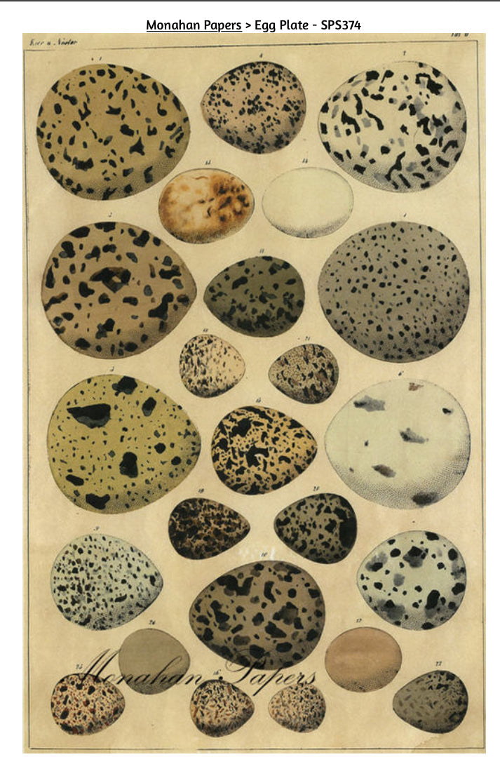 Egg Plate (003) SPS374