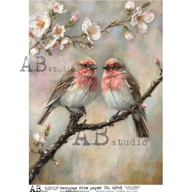 Pretty Birds on Branch ABRP_6543