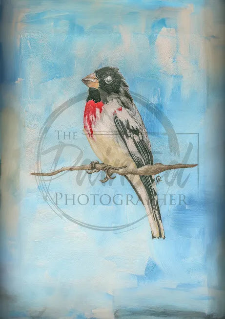 Grosbeak Connie’s L&D