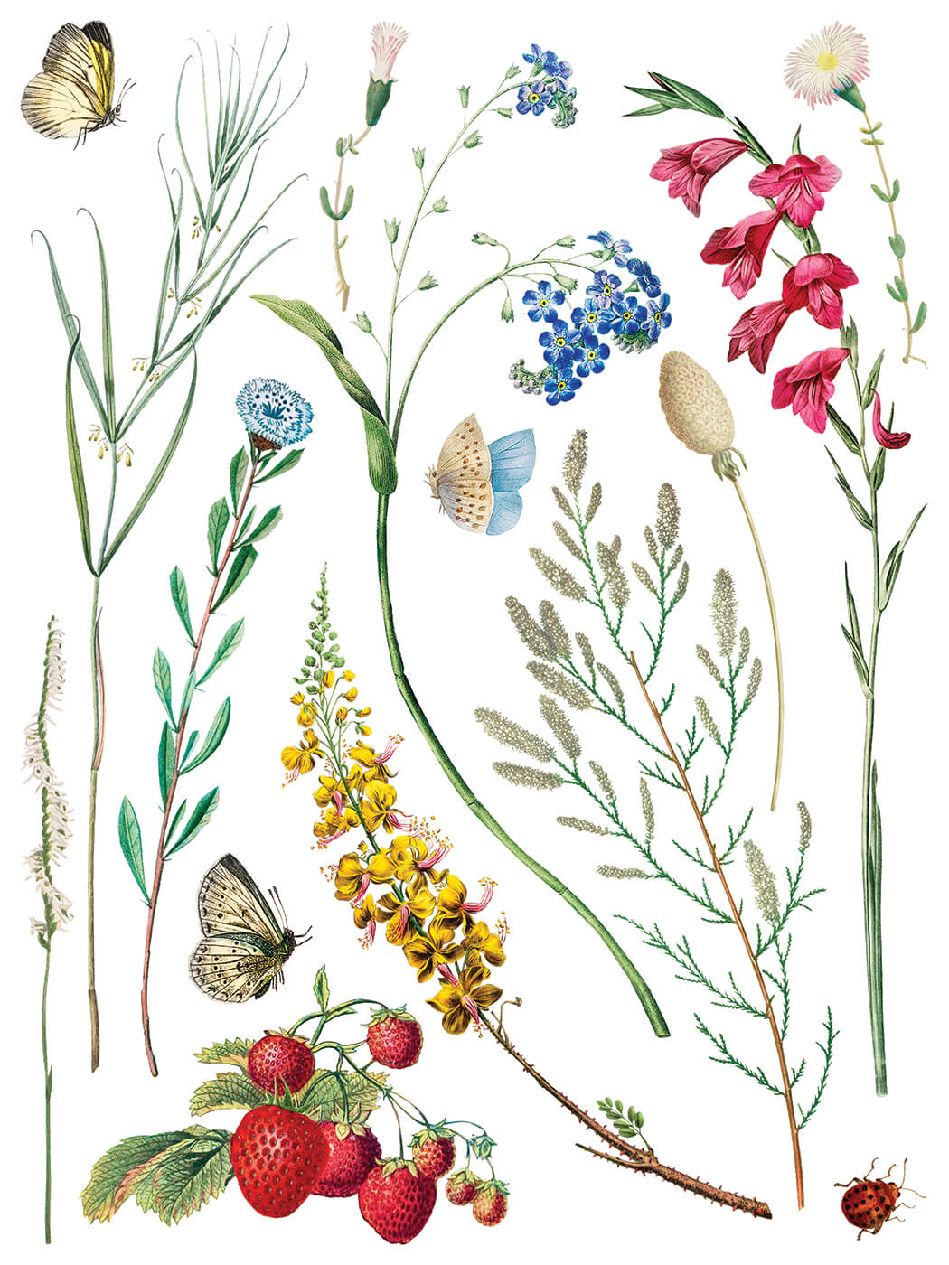 Marché des Fleurs IOD Transfer 12x16 Pad
