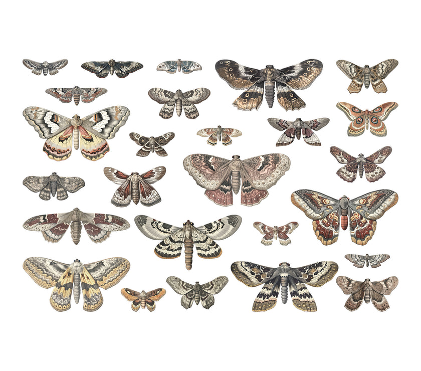 Halloween Moths Transparencies