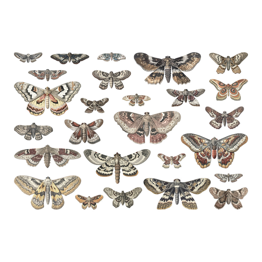 Halloween Moths Transparencies